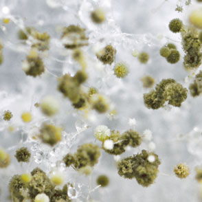 Gefahr durch Schimmelpilze und Wohnraumgifte